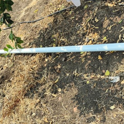 Mosambi (Sweet Lemon)