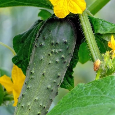 Fresh cucumbers