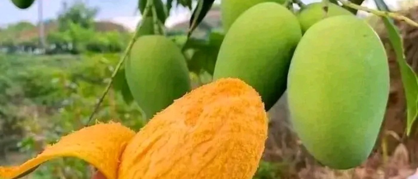 Banane,ananas,huile rouge