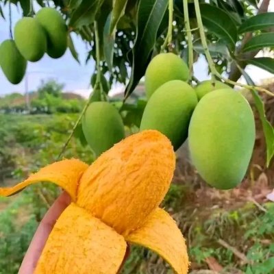 Banane,ananas,huile rouge