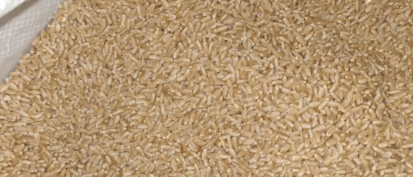Wheat