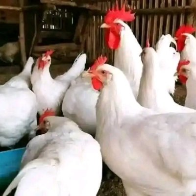Mature hen for sale