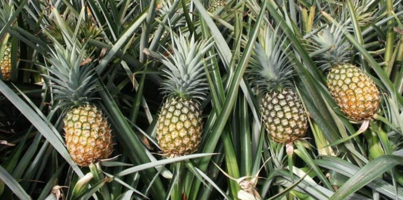 Pine Acadamic Plantation