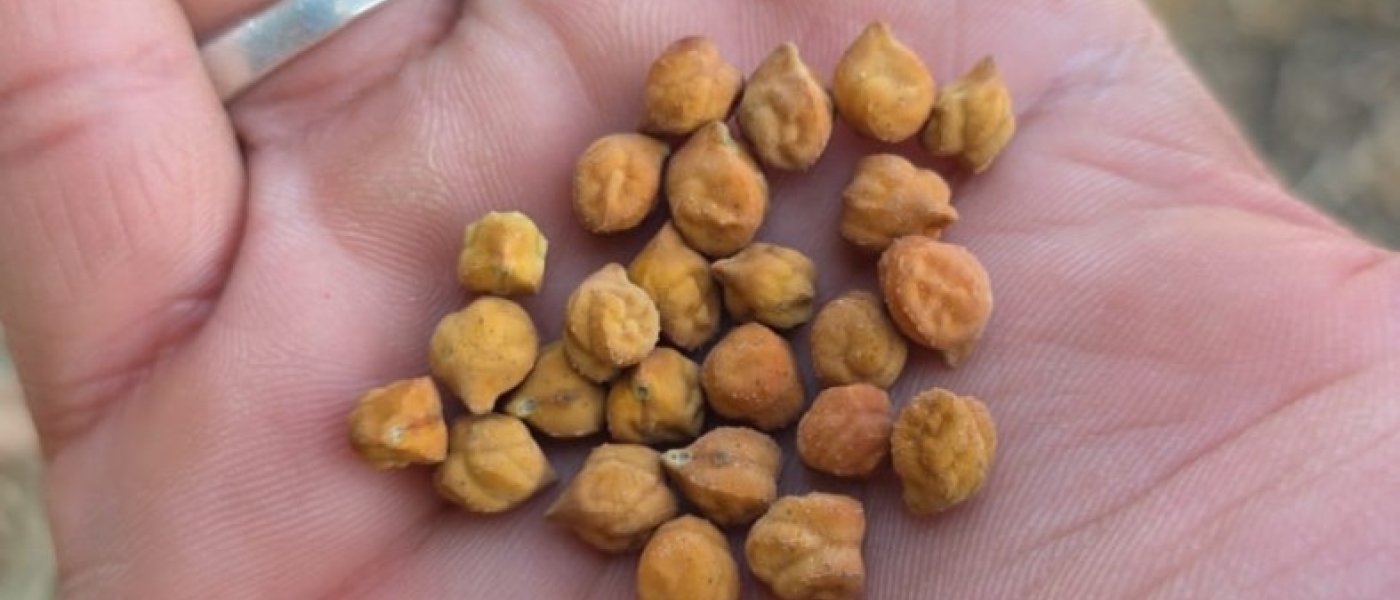 Organic Brown Chana