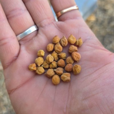 Organic Brown Chana