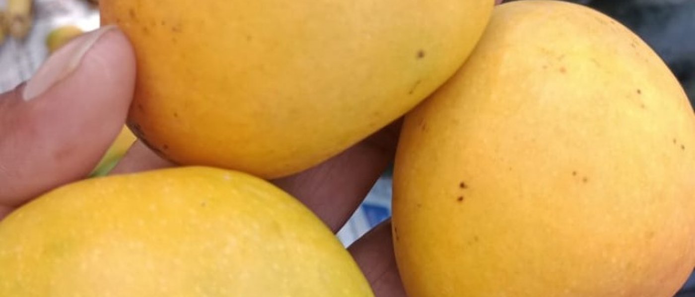 Fresh Alphonso mangoes