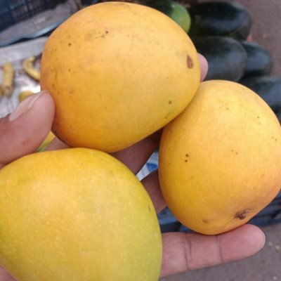 Fresh Alphonso mangoes