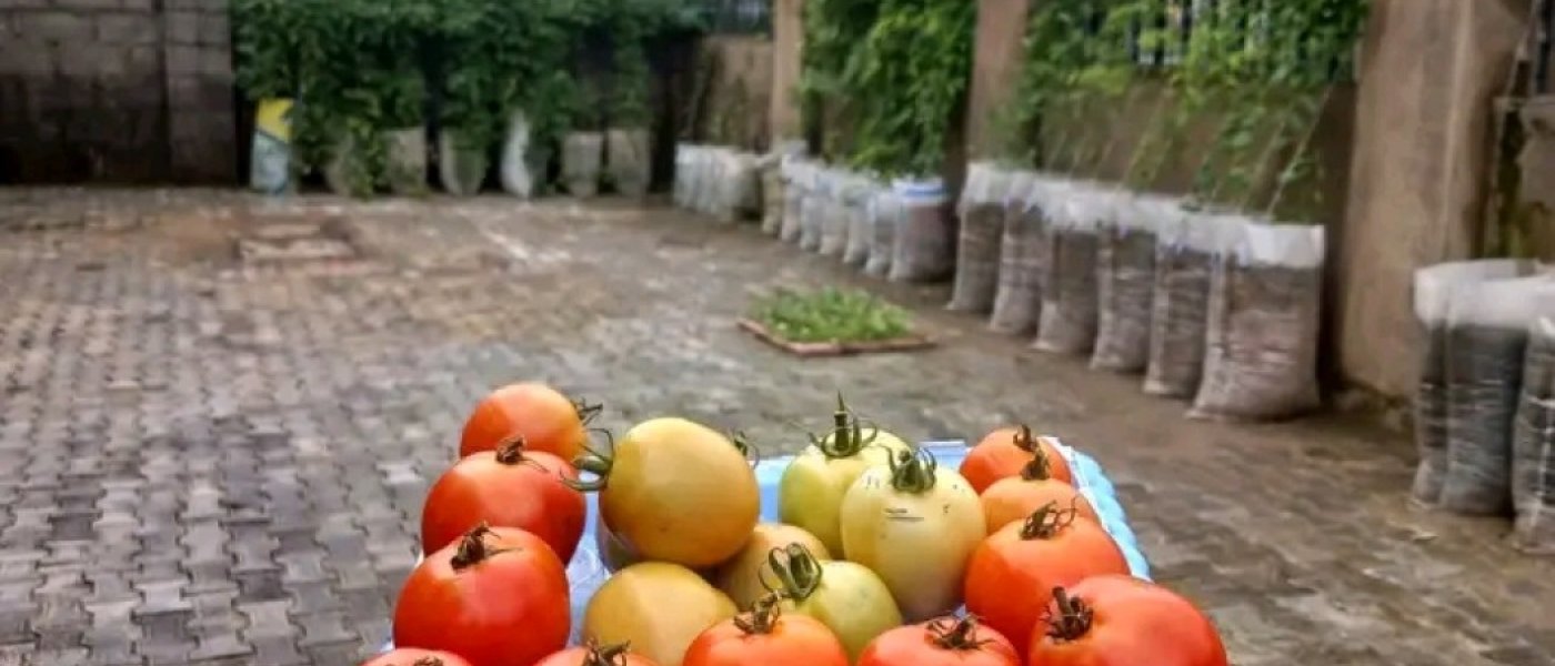 Fresh Tomatoes