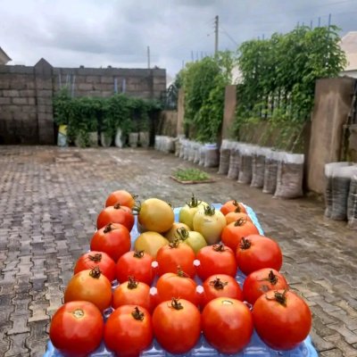 Fresh Tomatoes