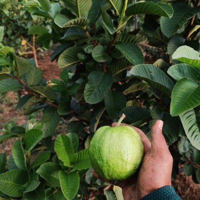 Fresh japanese red diamond gauva.