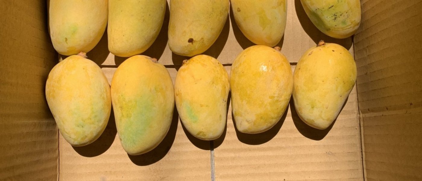 Seasonal Jardalu Mangoes