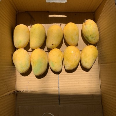 Seasonal Jardalu Mangoes