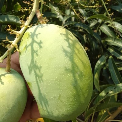 Kesar mangoes