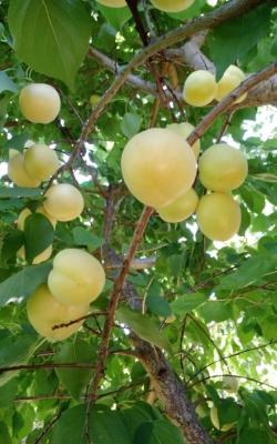 Abdullah enterprises