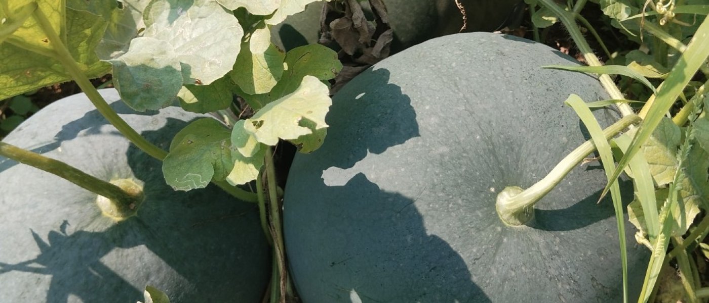 Organically grown the best local variety of Watermelon 🍉