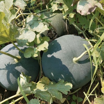 Organically grown the best local variety of Watermelon 🍉