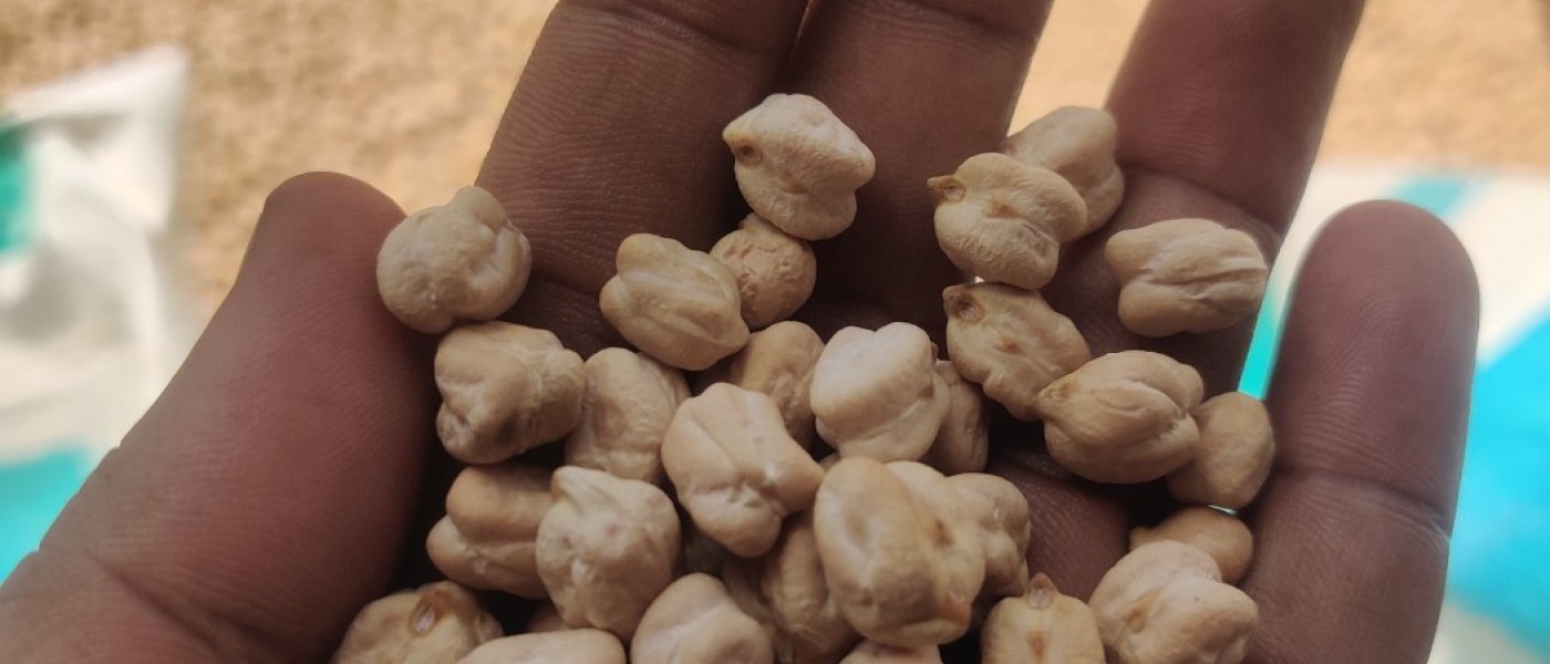 Fresh organic Cheakpeas / Kabuli Chana