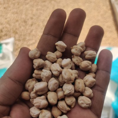 Fresh organic Cheakpeas / Kabuli Chana