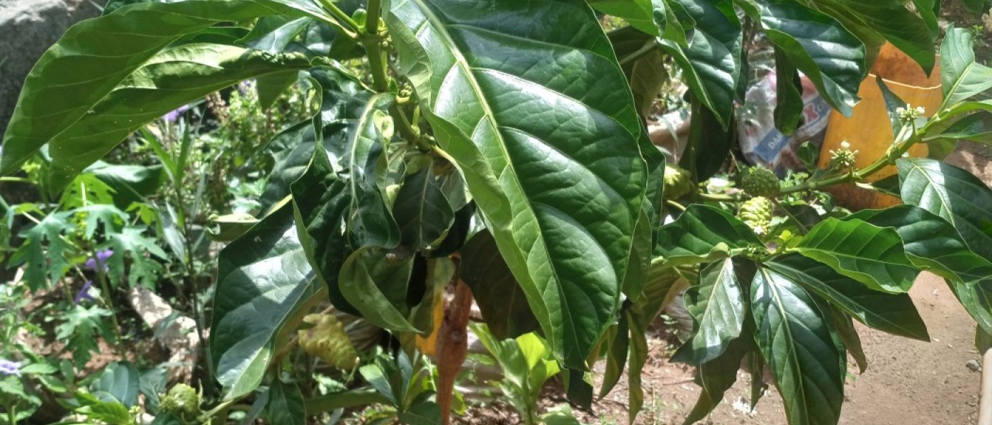 Noni plant