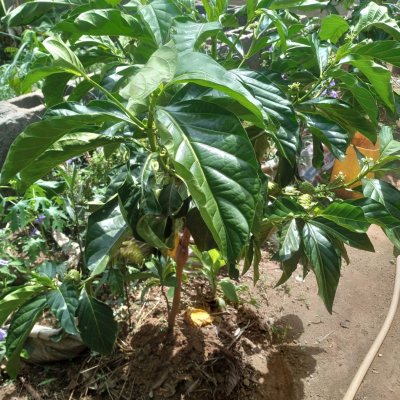 Noni plant