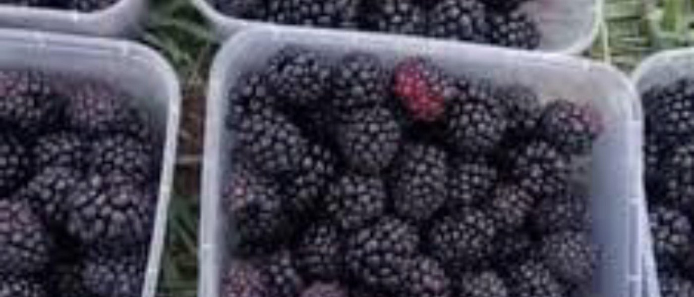 Blackberries