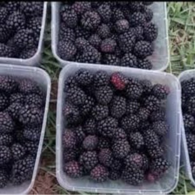 Blackberries
