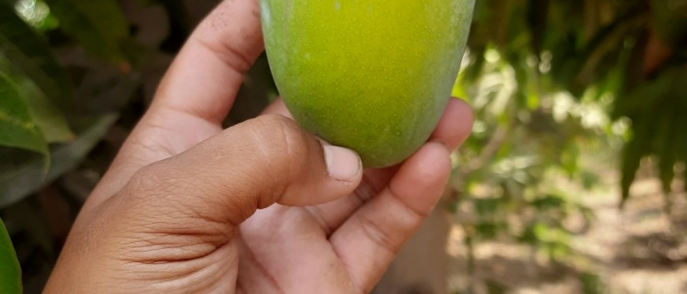 Fresh and Natural Kesar Mango