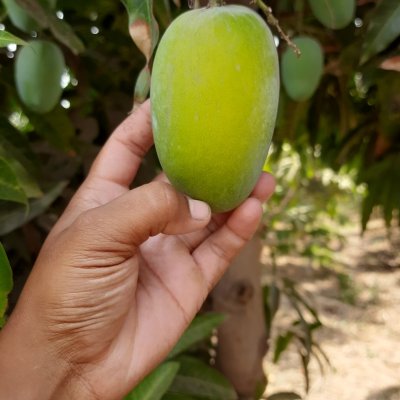 Fresh and Natural Kesar Mango