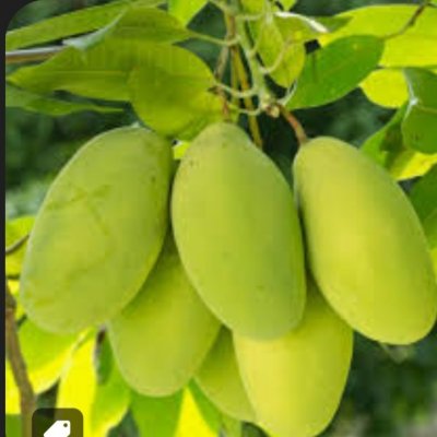 Rasalu, banginapalli