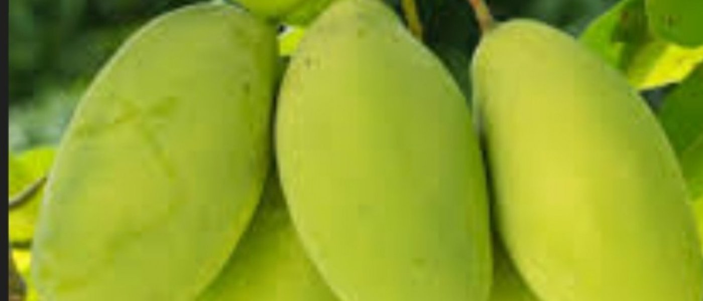 Freshly produced rasalu,mangoes