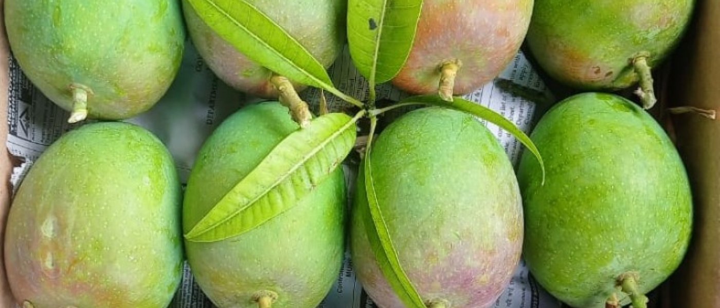 Ratnagiri Alphanso mango