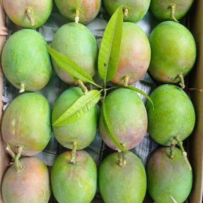 Ratnagiri Alphanso mango