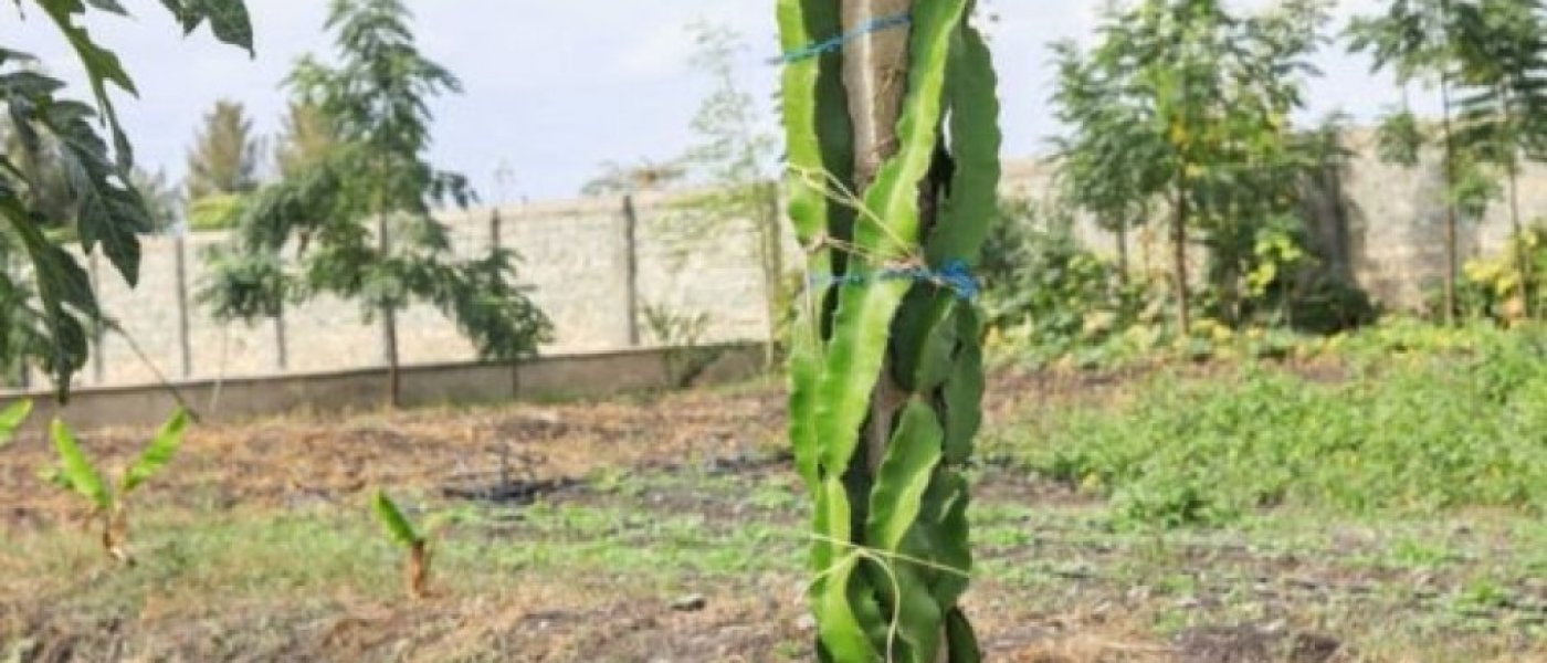 Dragon fruit cuttings