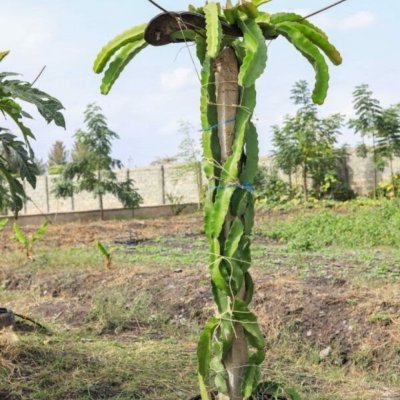 Dragon fruit cuttings