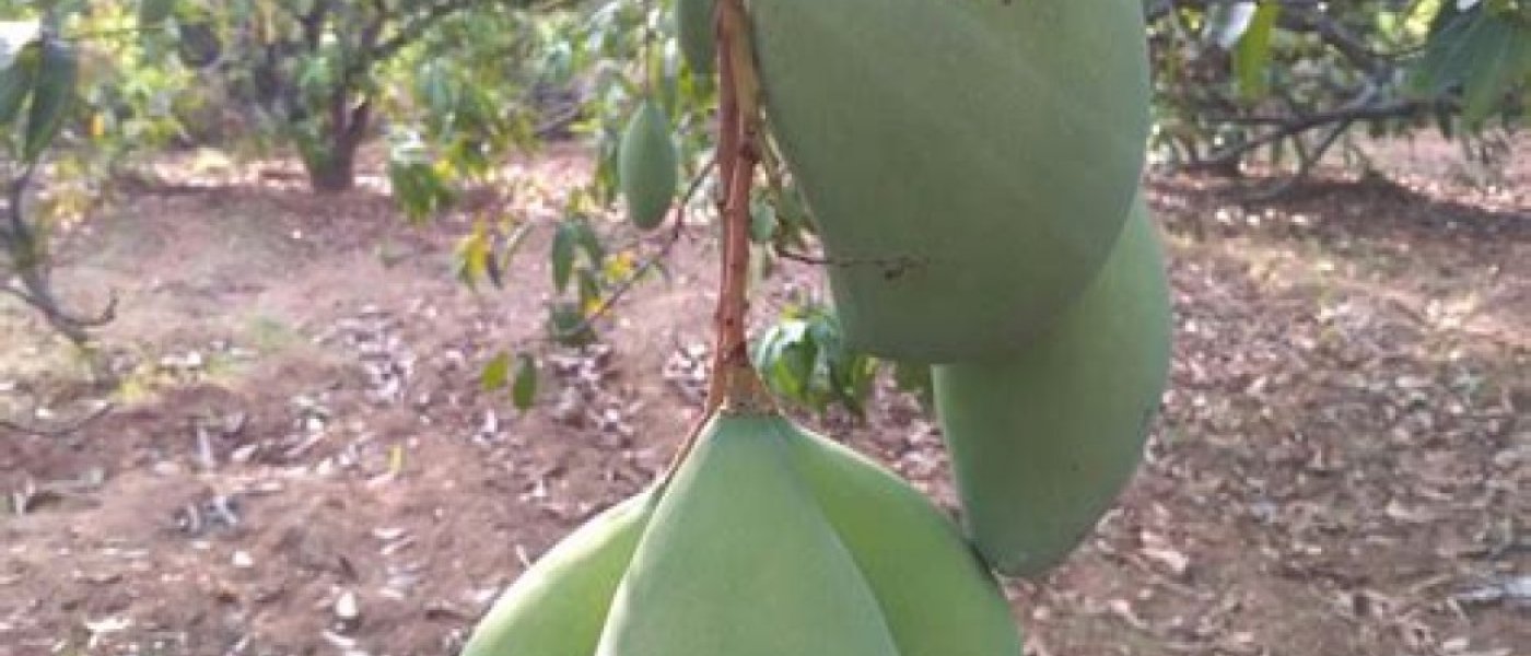 Fresh Mangoes were picked every three days