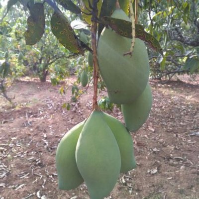 Fresh Mangoes were picked every three days