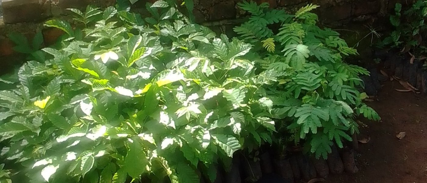 Trees, vegetables and chicken