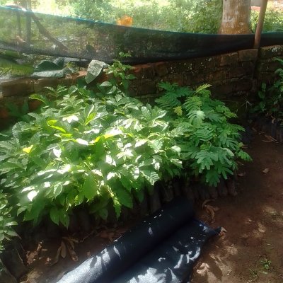 Trees, vegetables and chicken