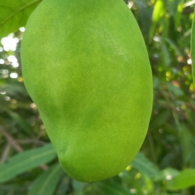 Fresh Sweet Sein Ta Lone mangoes