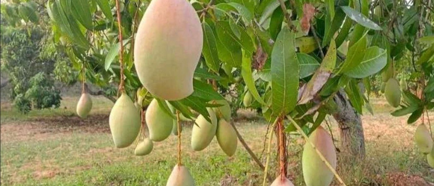 Fresh organic thothapur mangoes