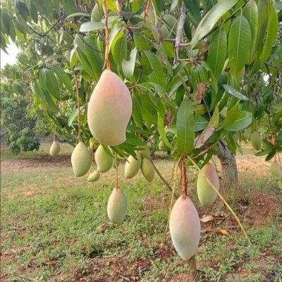 Fresh organic thothapur mangoes