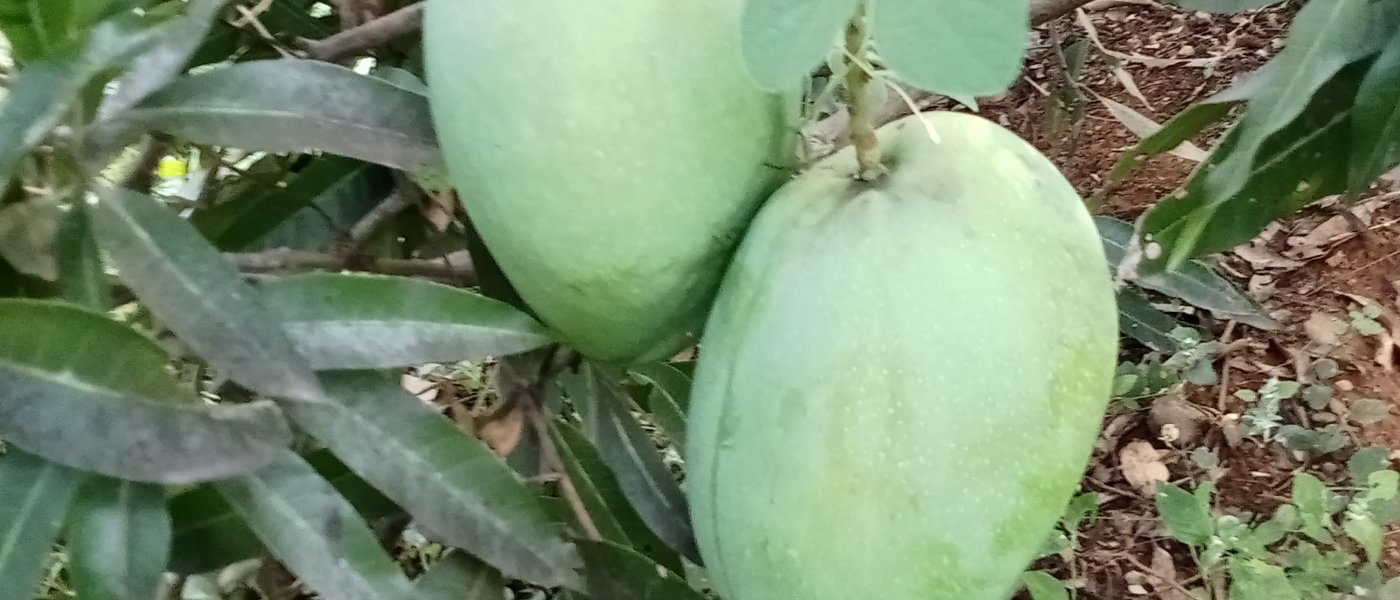 Fresh Immam pasand mangoes