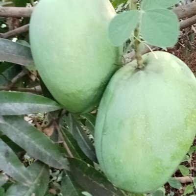 Fresh Immam pasand mangoes