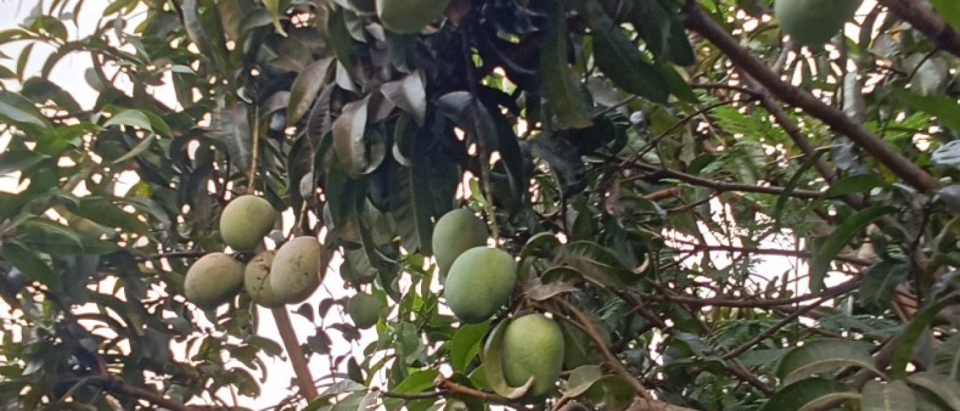 Fresh senthura mangoes available