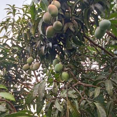 Fresh senthura mangoes available
