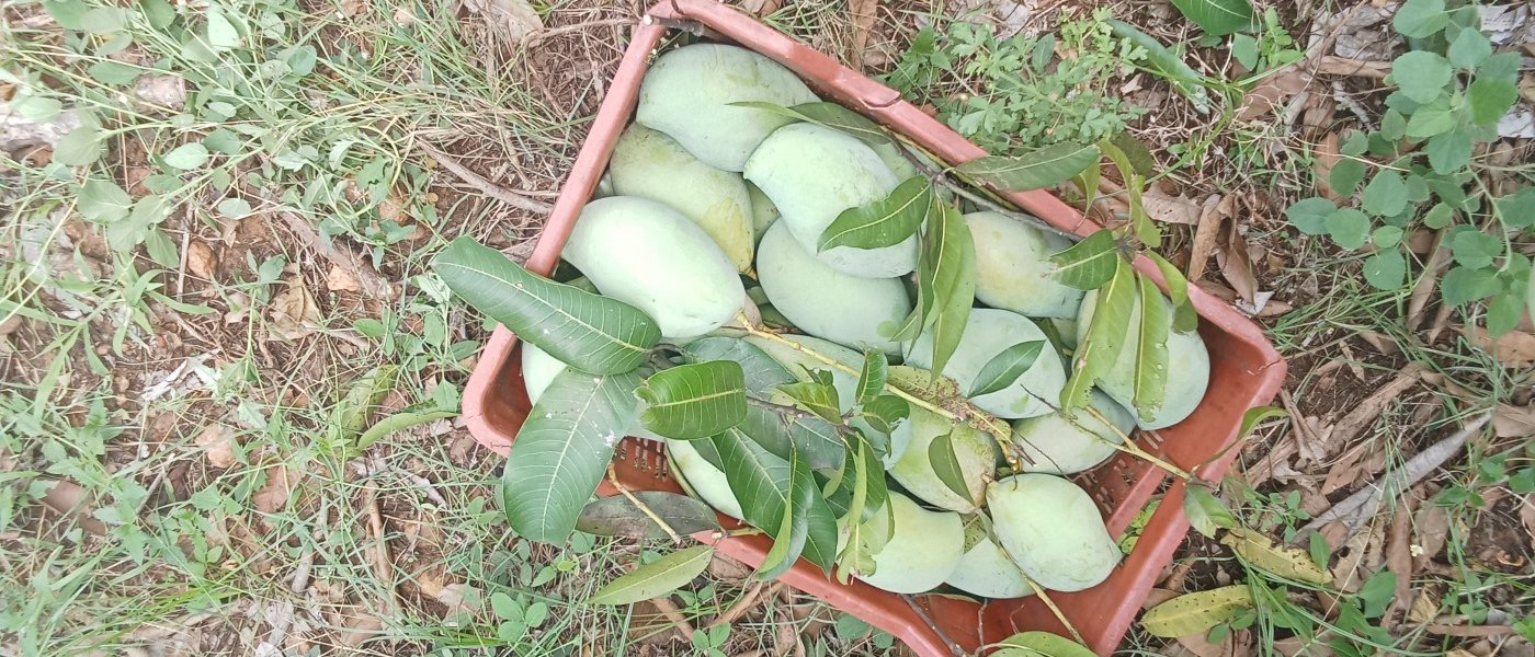 Fresh totapuri (bengalura also called kilimuku) available