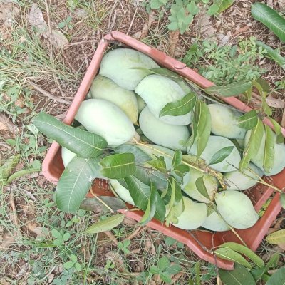 Fresh totapuri (bengalura also called kilimuku) available