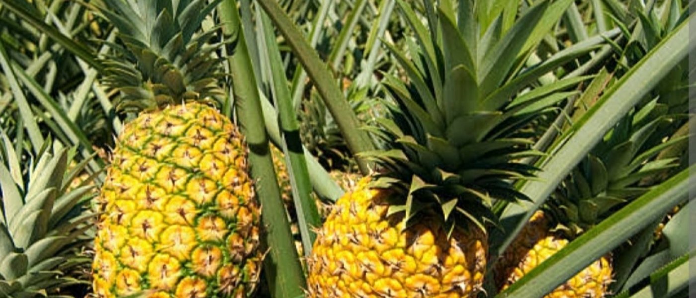 Pineapple