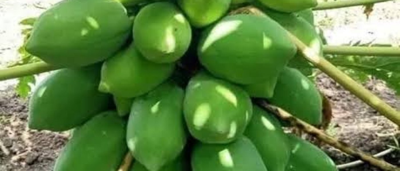 Papaya