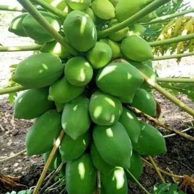 Papaya